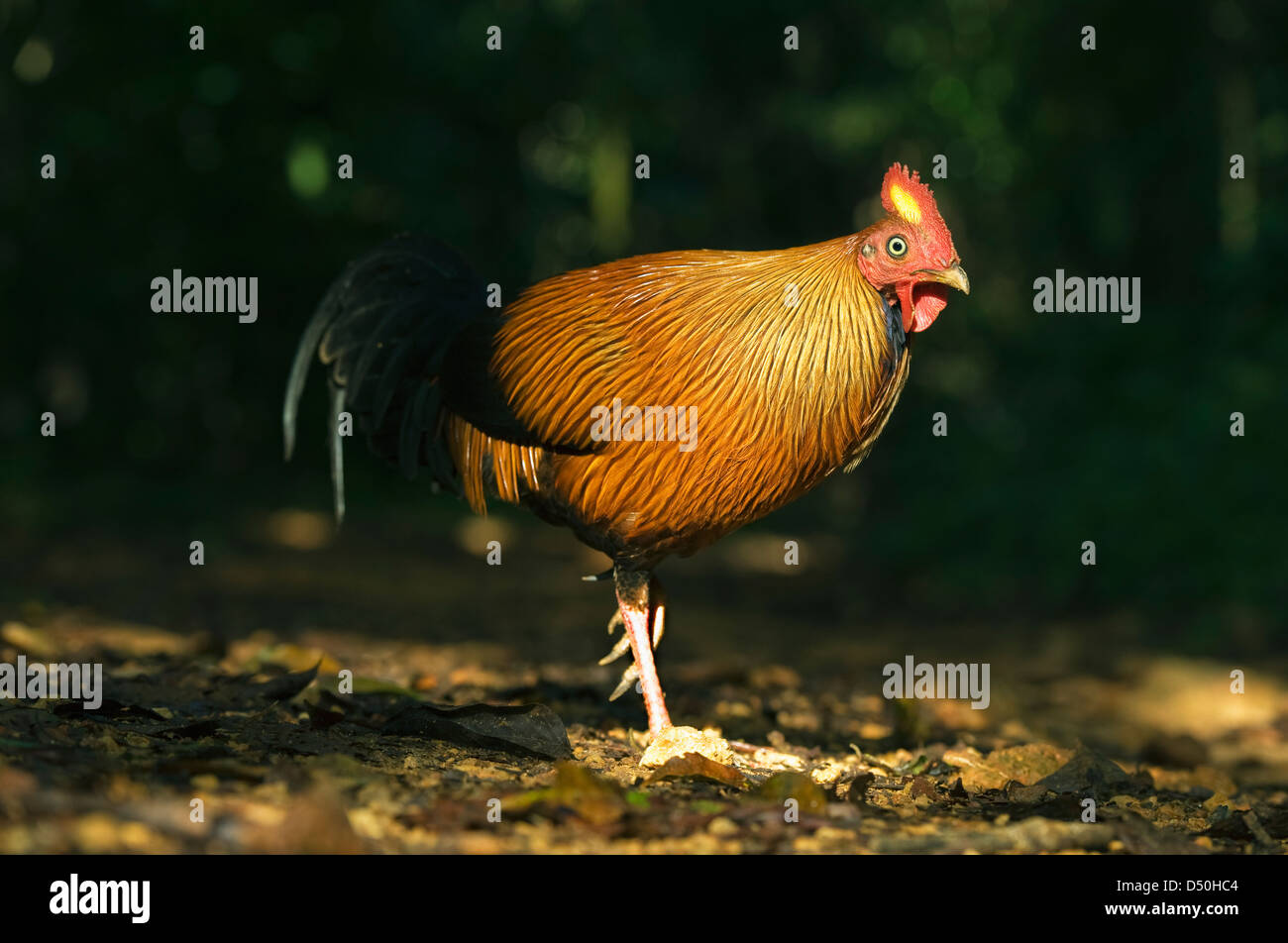 Sri Lanka Kammhuhnprojekte (Gallus Lafayettii) WILD, Sinharaja Reserve, Sri Lanka ENDEMISCH Stockfoto