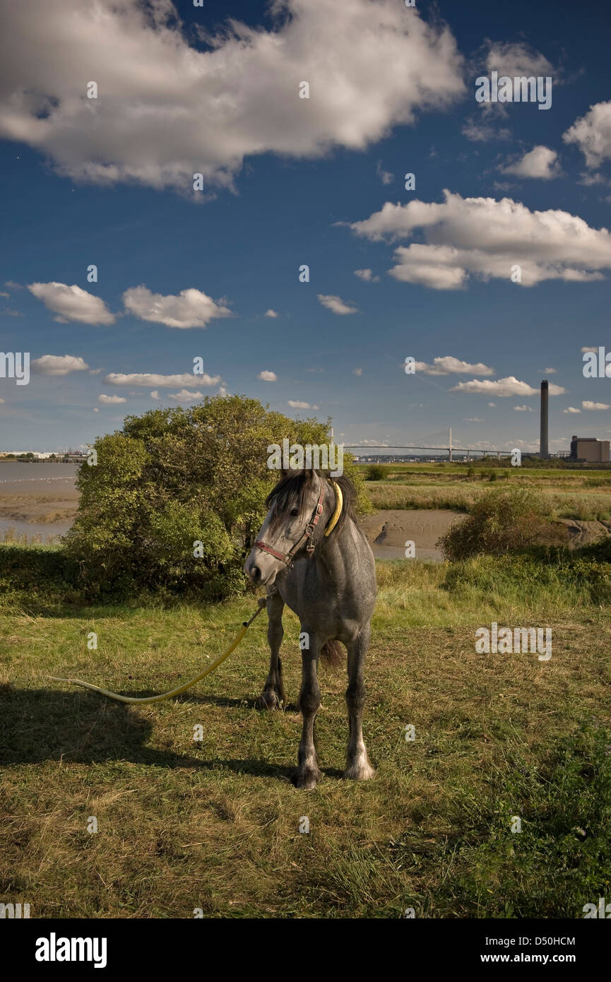 Ein Pferd auf Dartford Sümpfe, Kent, UK Stockfoto