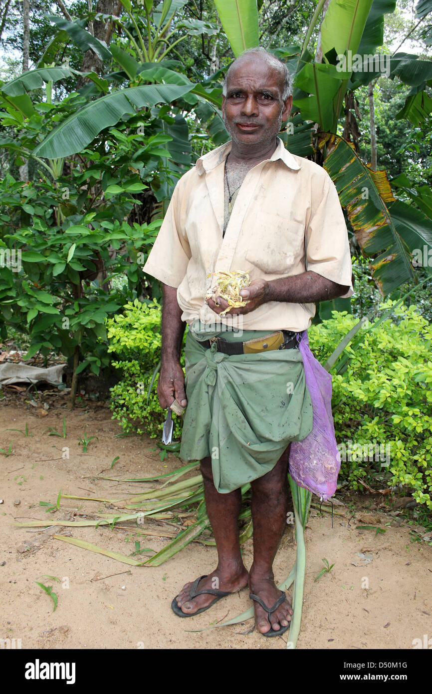 Sri Lankan Gummizapfer hält einen Ball koaguliert aus Gummi Latex geklopft Stockfoto