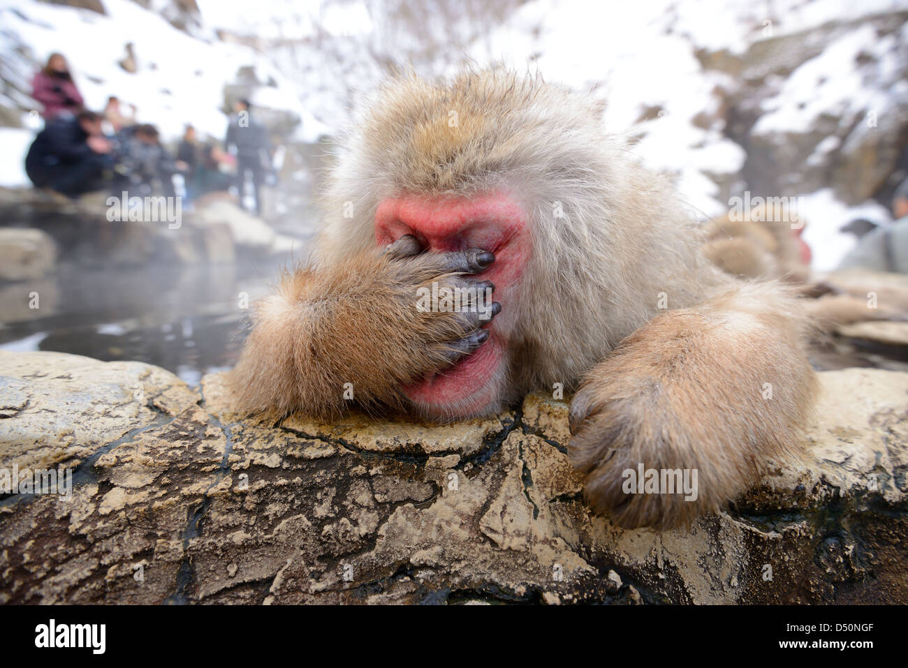 Einen japanischen Makaken, aufgrund der Papparazzi erschöpft zu reagieren. Stockfoto