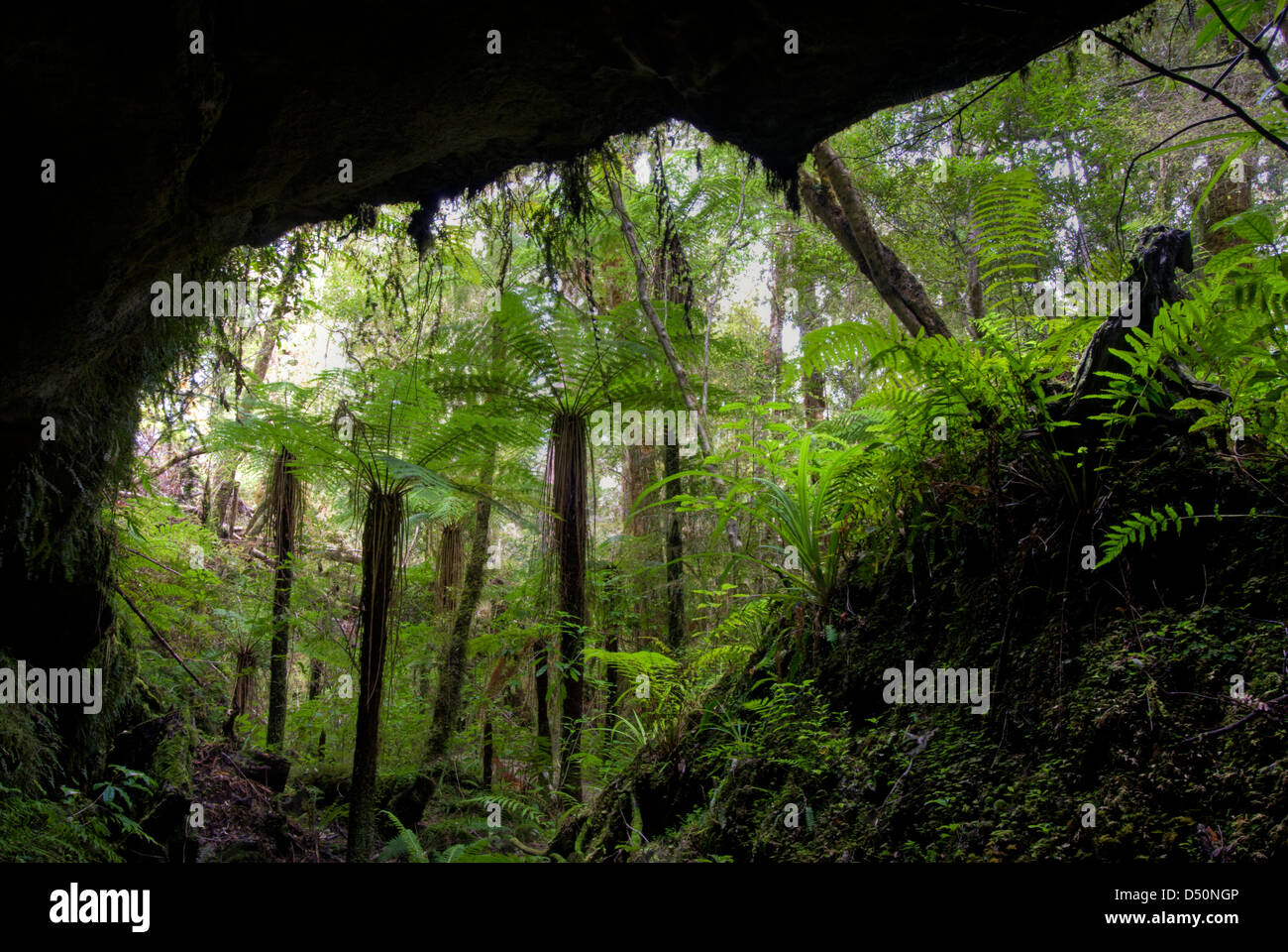 Regenwald mit Farn Bäume im Höhleneingang, Neuseeland Stockfoto