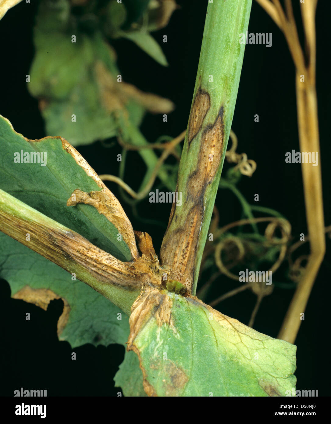 Erbse Blatt und Stamm vor Ort, Ascochyta Pisi, Pflanzen Läsionen mit Pyknidien auf kranke Erbse Stockfoto