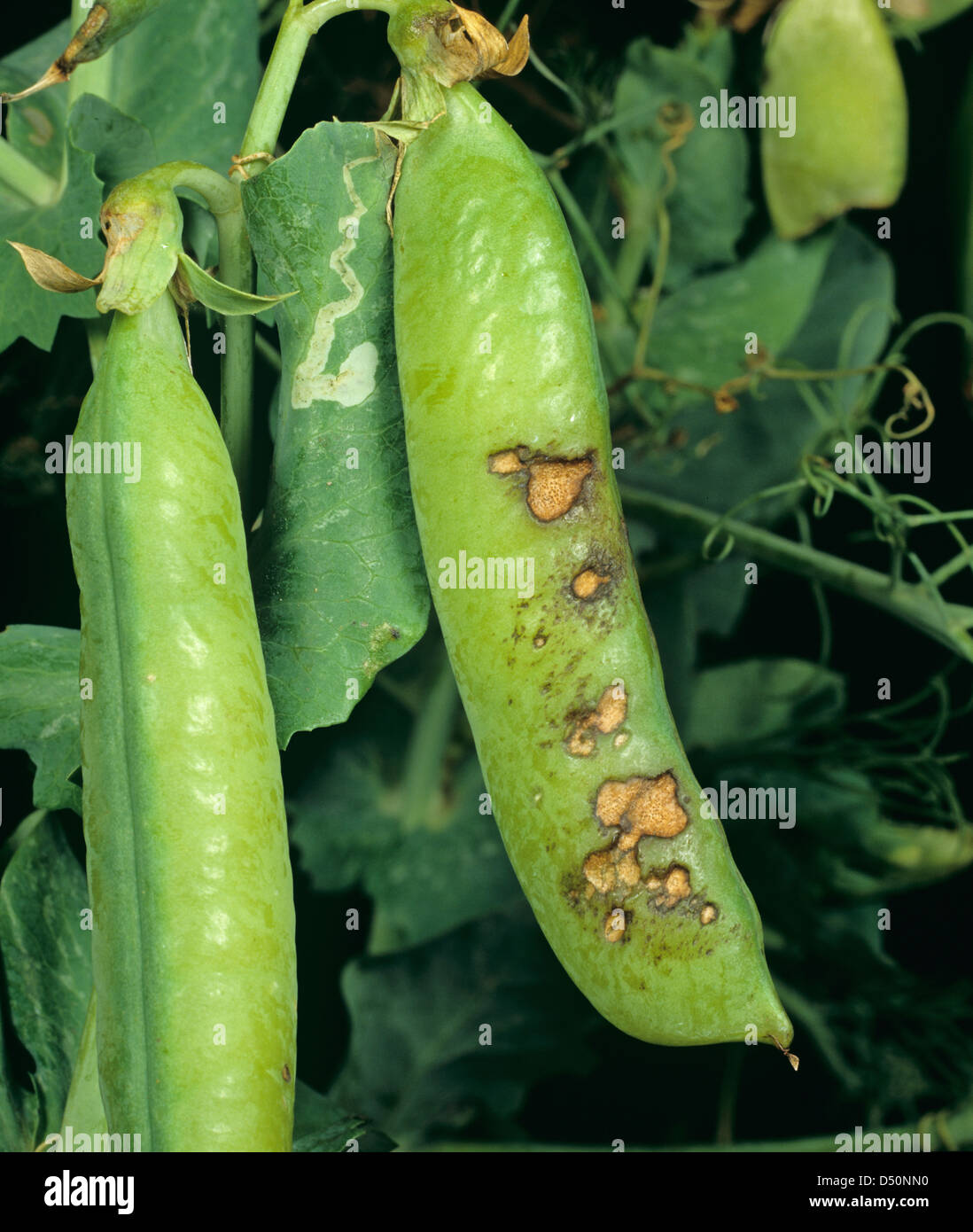 Schmierblutungen, verursacht durch Blattflecken, Ascochyta Pisi auf Erbse Schoten und Blätter Stockfoto