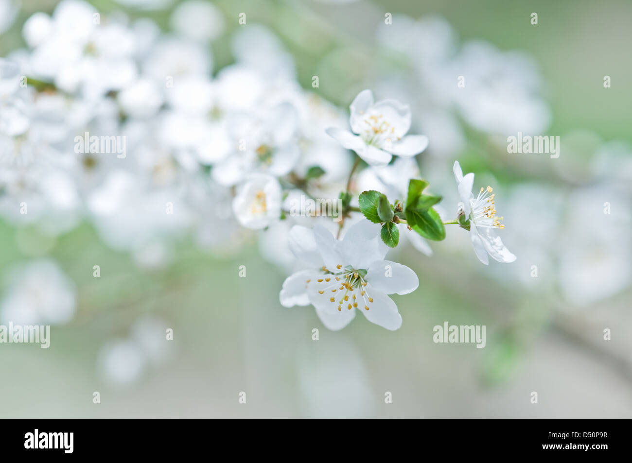 weiße Kirsche Blumen im Frühling Stockfoto