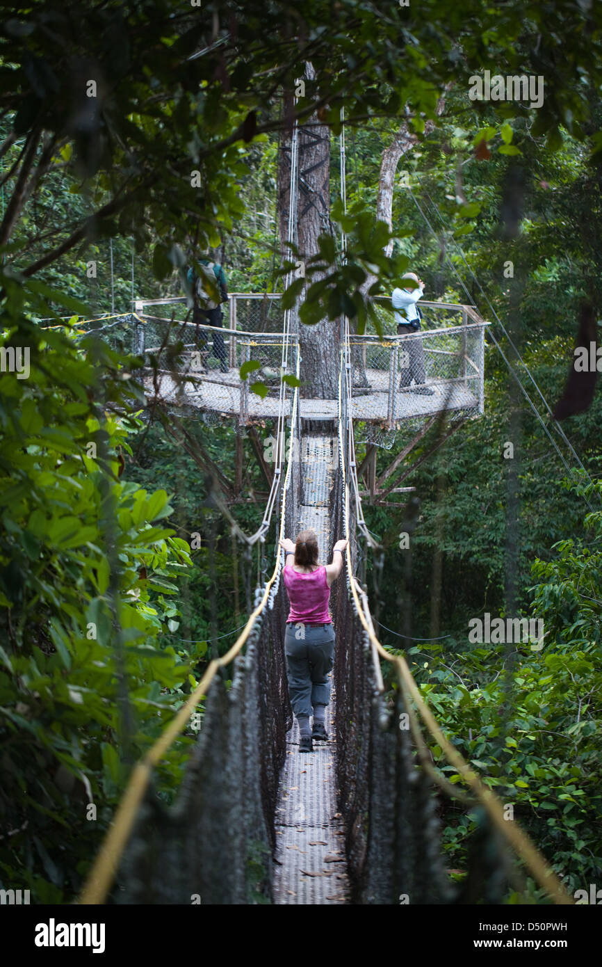 Iwokrama Canopy Walkway und Ökotouristen Vogelbeobachtung mit einem lokalen Führer. Plattform und verbindet geschlungen überbrücken. Guyana. Stockfoto