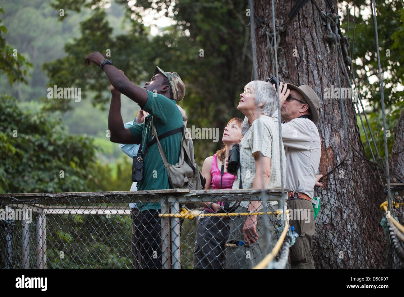 Iwokrama Canopy Walkway und Ökotouristen Vogelbeobachtung mit einem lokalen Führer. Plattform und verbindet geschlungen überbrücken. Guyana. Stockfoto