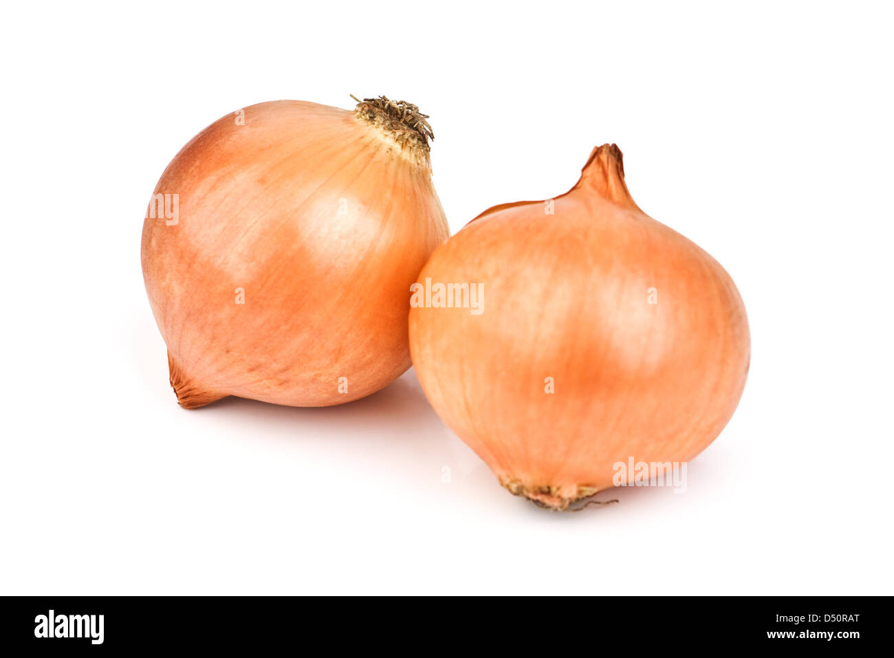 zwei Zwiebeln isoliert auf weißem Hintergrund Stockfoto