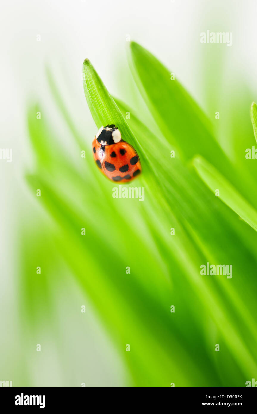 Marienkäfer auf dem grünen Rasen hautnah Stockfoto