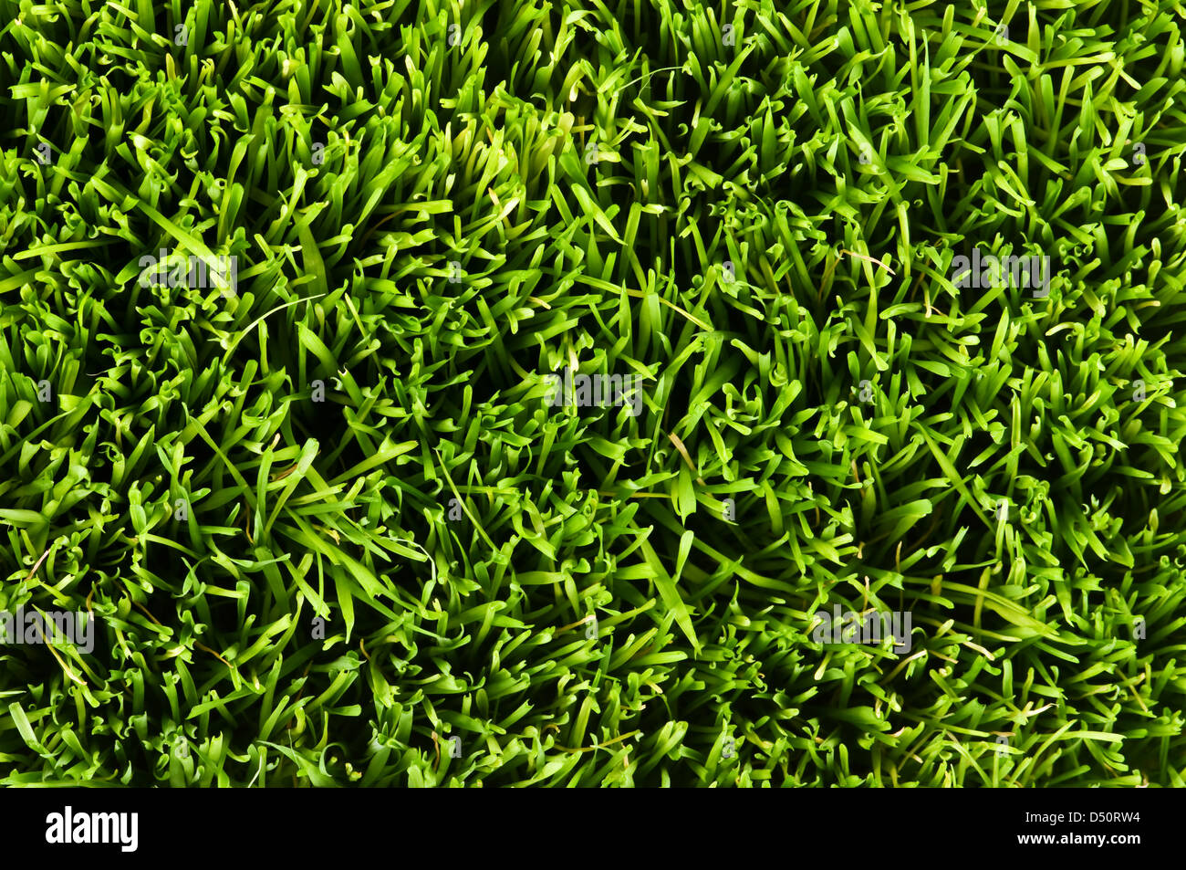 der grüne Rasen hautnah Stockfoto