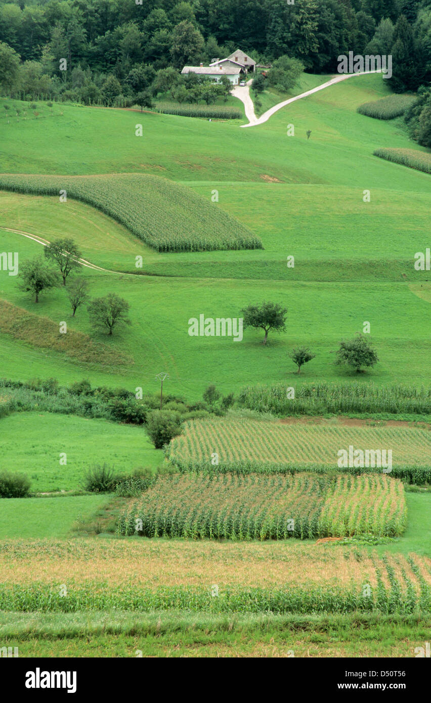 Ernte-Feldern rund um Rugaska Slatina, Slowenien Stockfoto