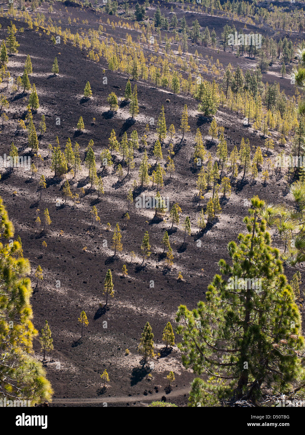 Schwarzer Lavasand und Felsen, pyroklastische Materialien, Pinien, Nadeln an der Basis, Fußweg an der Unterseite, Teide-Nationalpark Stockfoto