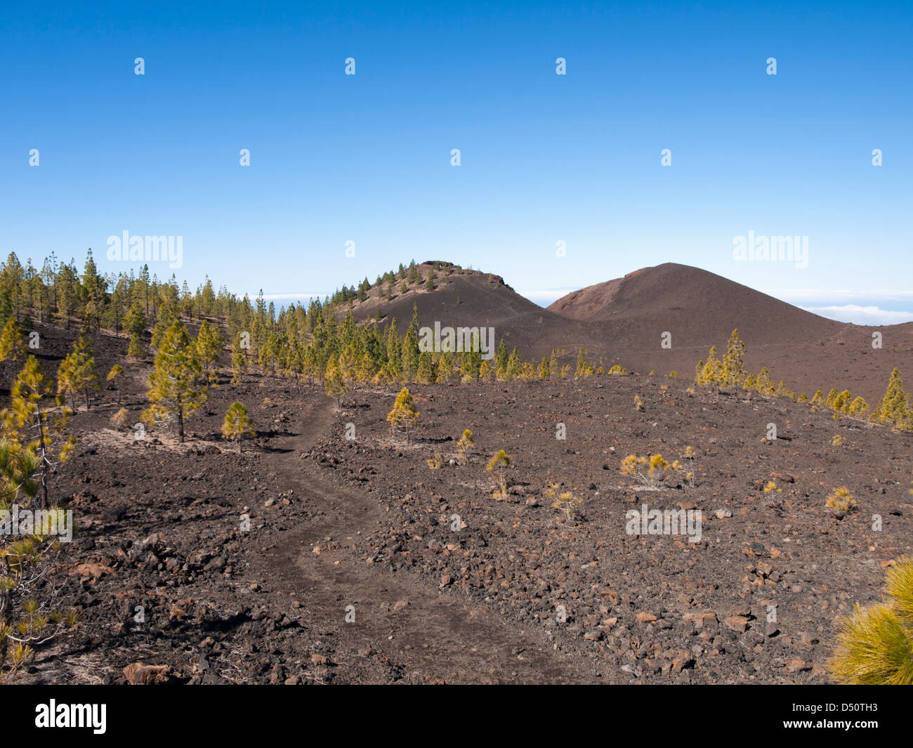 Die Kegel und Krater des Vulkans Samara im Teide-Nationalpark, Teneriffa, Fußweg Lavafelsen und Pinien Stockfoto