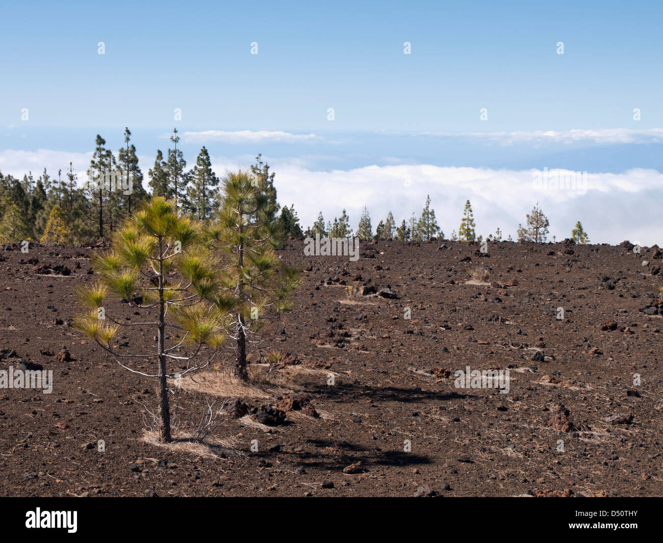Vulkanischer Lava pyroklastische Material unter den Füßen, Kanarische Kiefer Bäume wieder Boden im Teide Nationalpark Teneriffa Kanarische Inseln Stockfoto