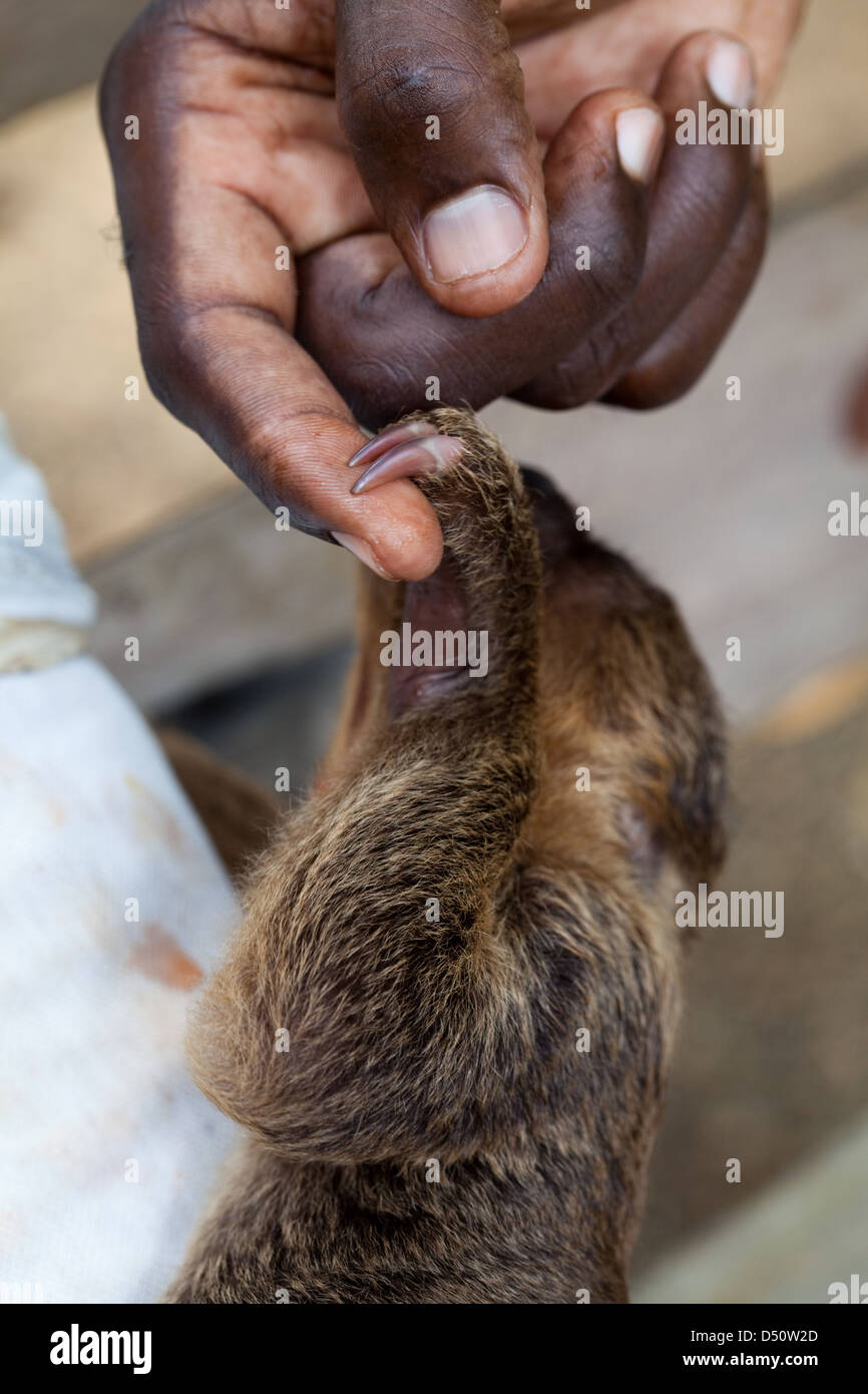 Zwei – Finger Faultier (Choloepus Didactylus). Das Jungtier wird von Hand aufgezogen, seine Pflegeeltern Rearer Zeigefinger festhalten. Stockfoto