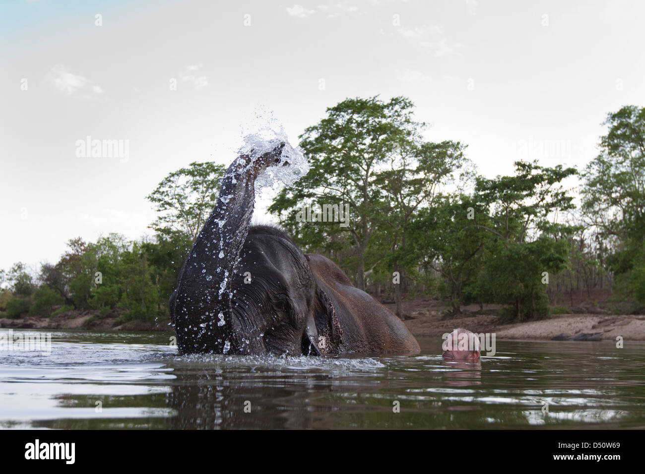 Britischer Reiseschriftsteller und Naturschützer Mark Shand schwimmt mit "Tara" seinen indischen Elefanten, Madhya Pradesh, Indien. Stockfoto