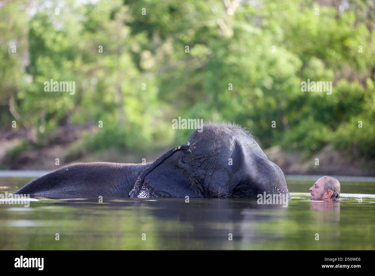 Britischer Reiseschriftsteller und Naturschützer Mark Shand schwimmt mit "Tara" seinen indischen Elefanten, Madhya Pradesh, Indien. Stockfoto