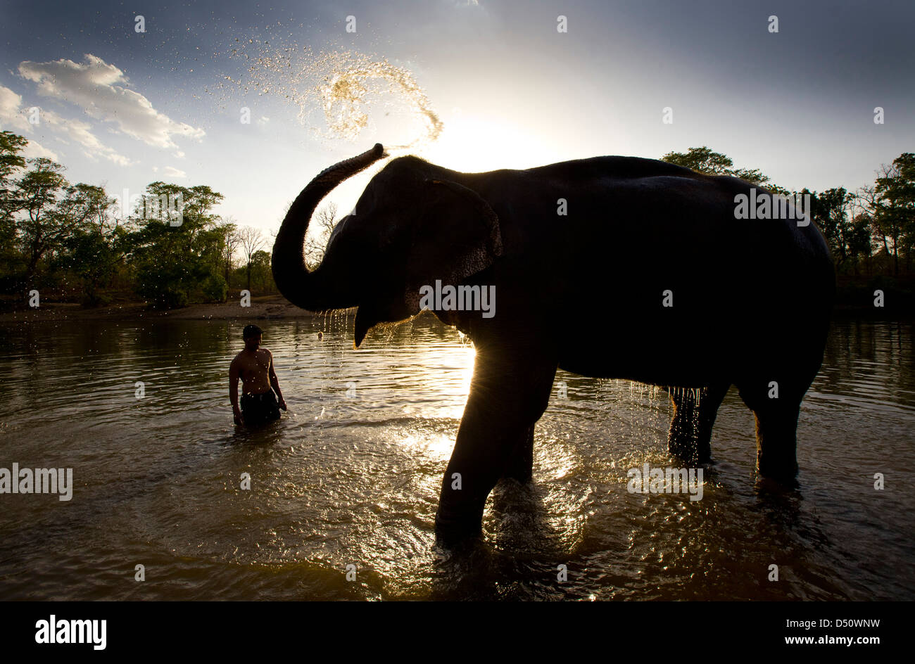 Ein Mahout wäscht "Tara" der indischen Elefanten an einem Wasserloch, Madhya Pradesh, Indien. Stockfoto
