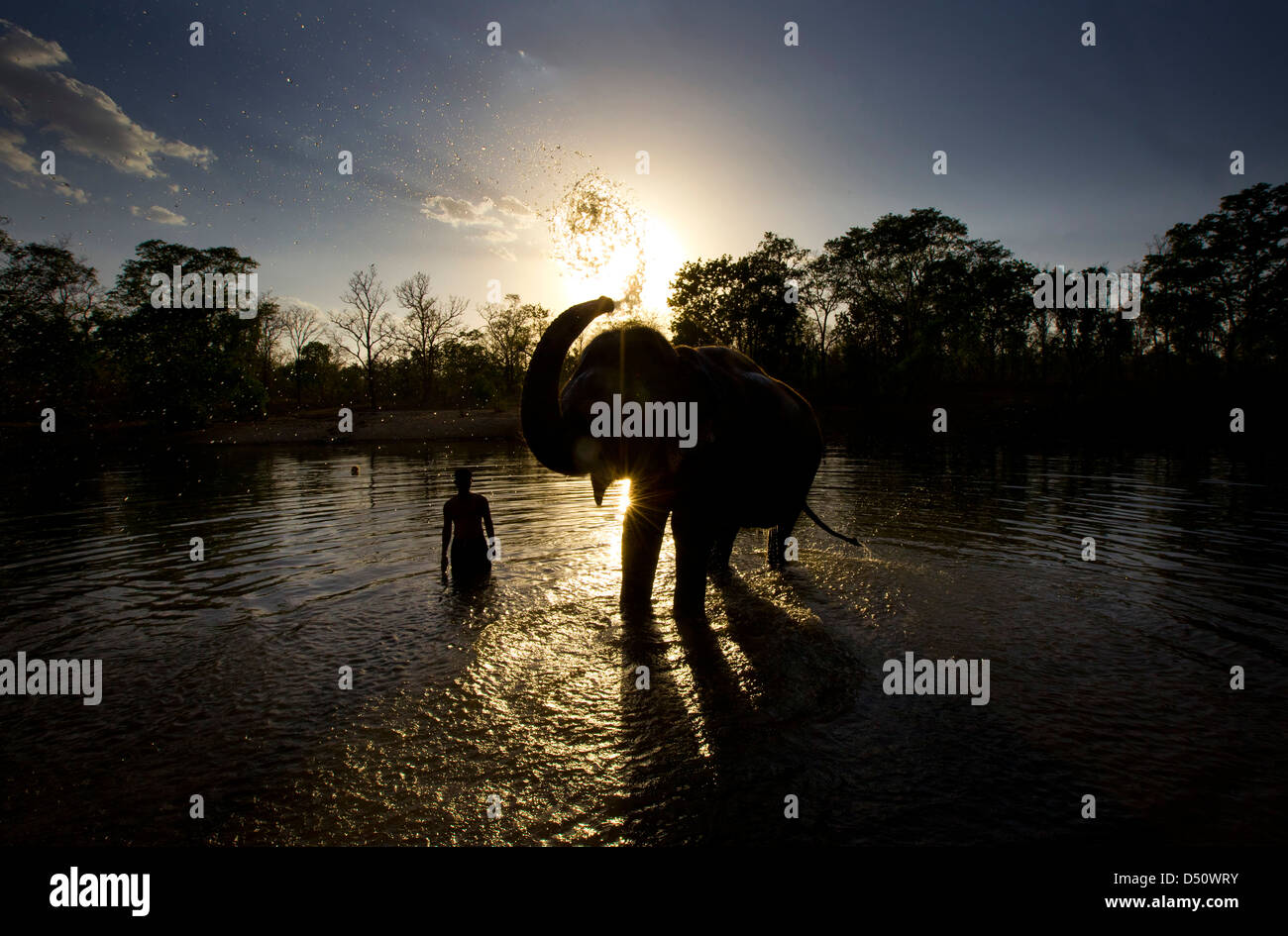 Ein Mahout wäscht "Tara" der indischen Elefanten an einem Wasserloch, Madhya Pradesh, Indien. Stockfoto