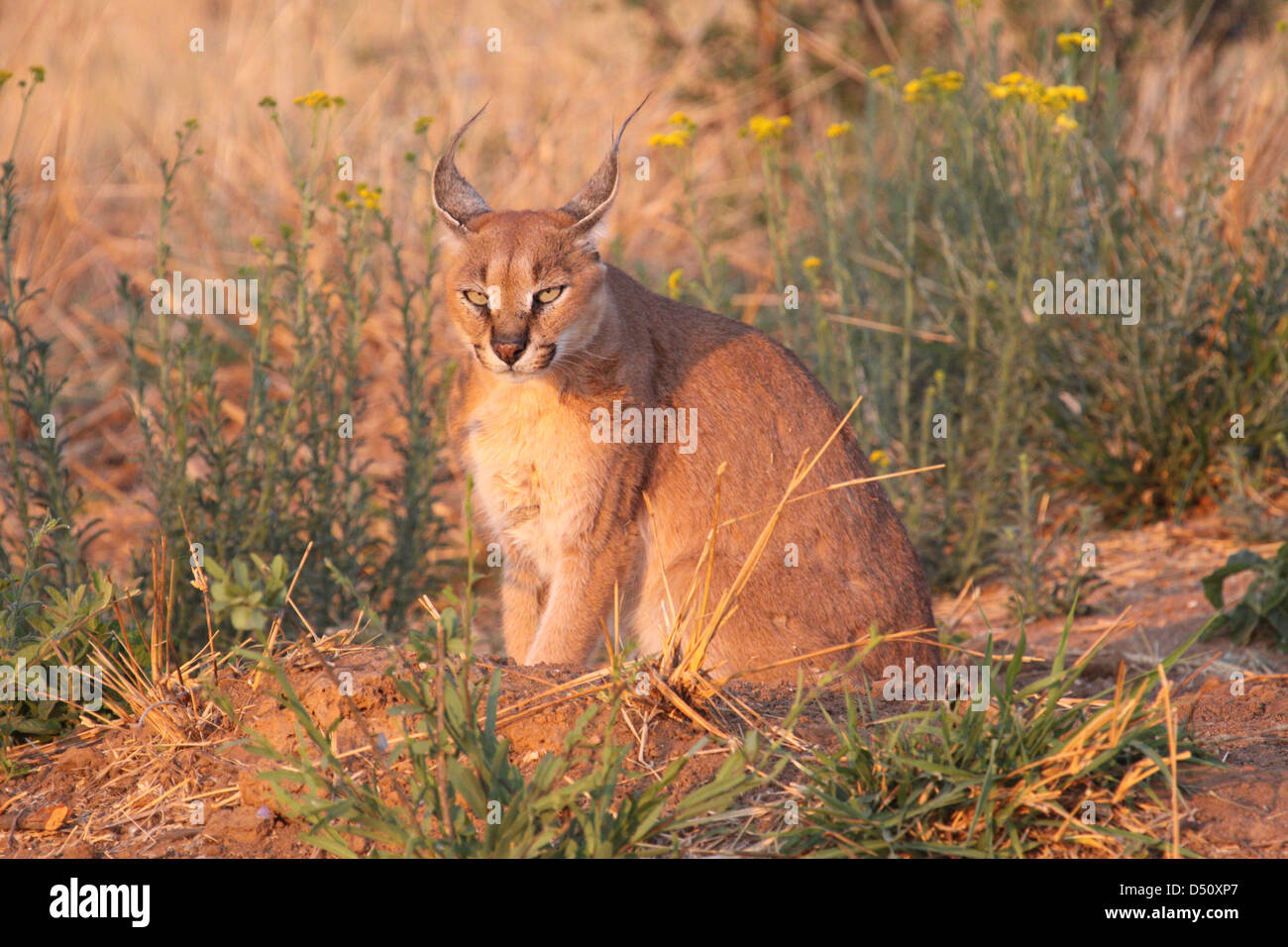 Südafrikanische Luchs, ein Karakal, Namibia, Südafrika Stockfoto