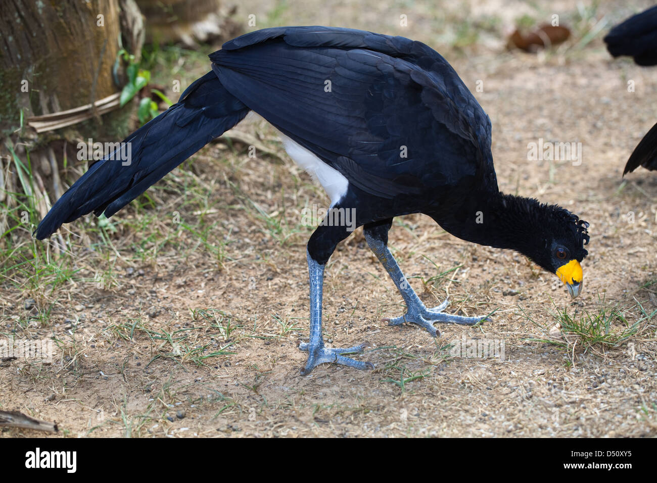 Schwarz Currasow Crax alector Stockfoto