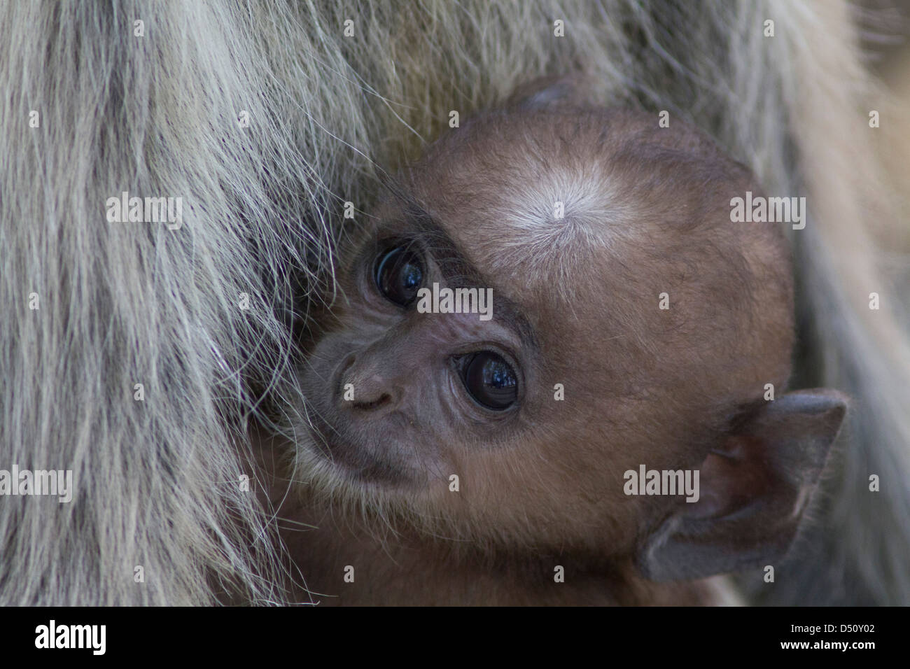 Ein Baby Hanuman-Languren Affen, Kanha Nationalpark in Madhya Pradesh, Indien. Stockfoto