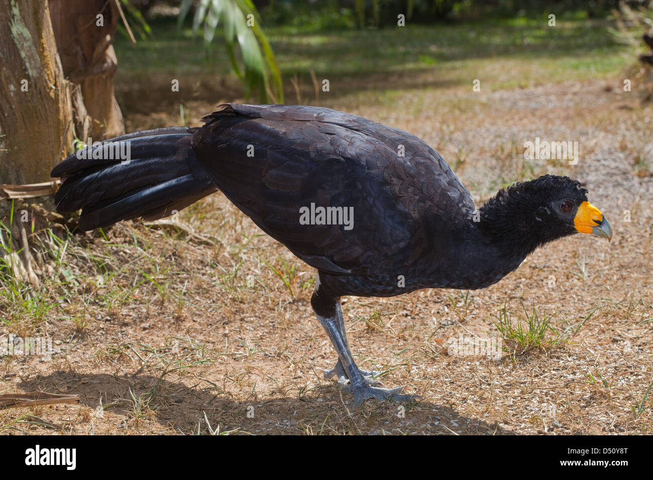 Schwarz Currasow Crax alector Stockfoto