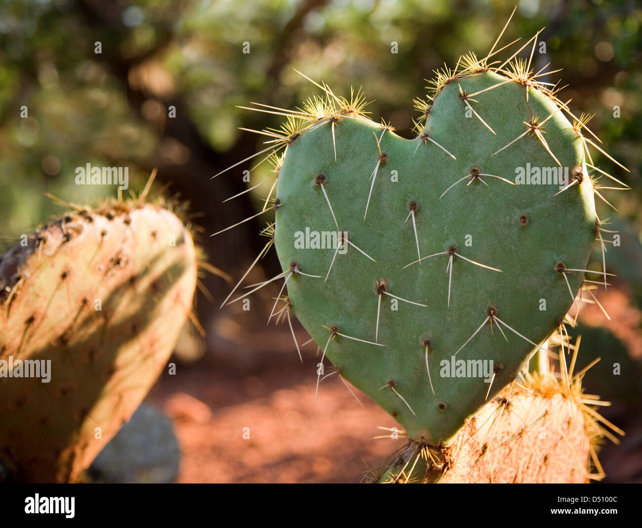 Kaktus-Blatt in der Form eines Herzens (Felge Beleuchtung) Stockfoto