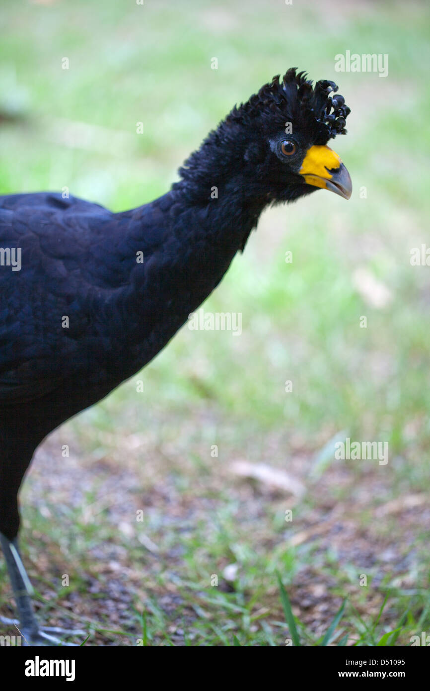 Schwarz Currasow Crax alector Stockfoto