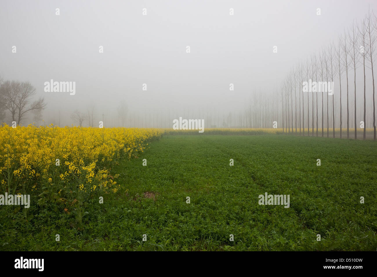 Morgen Nebel über Bäume und Felder mit gelben Senf Blüten in der Agrarlandschaft von Punjab, Indien Stockfoto