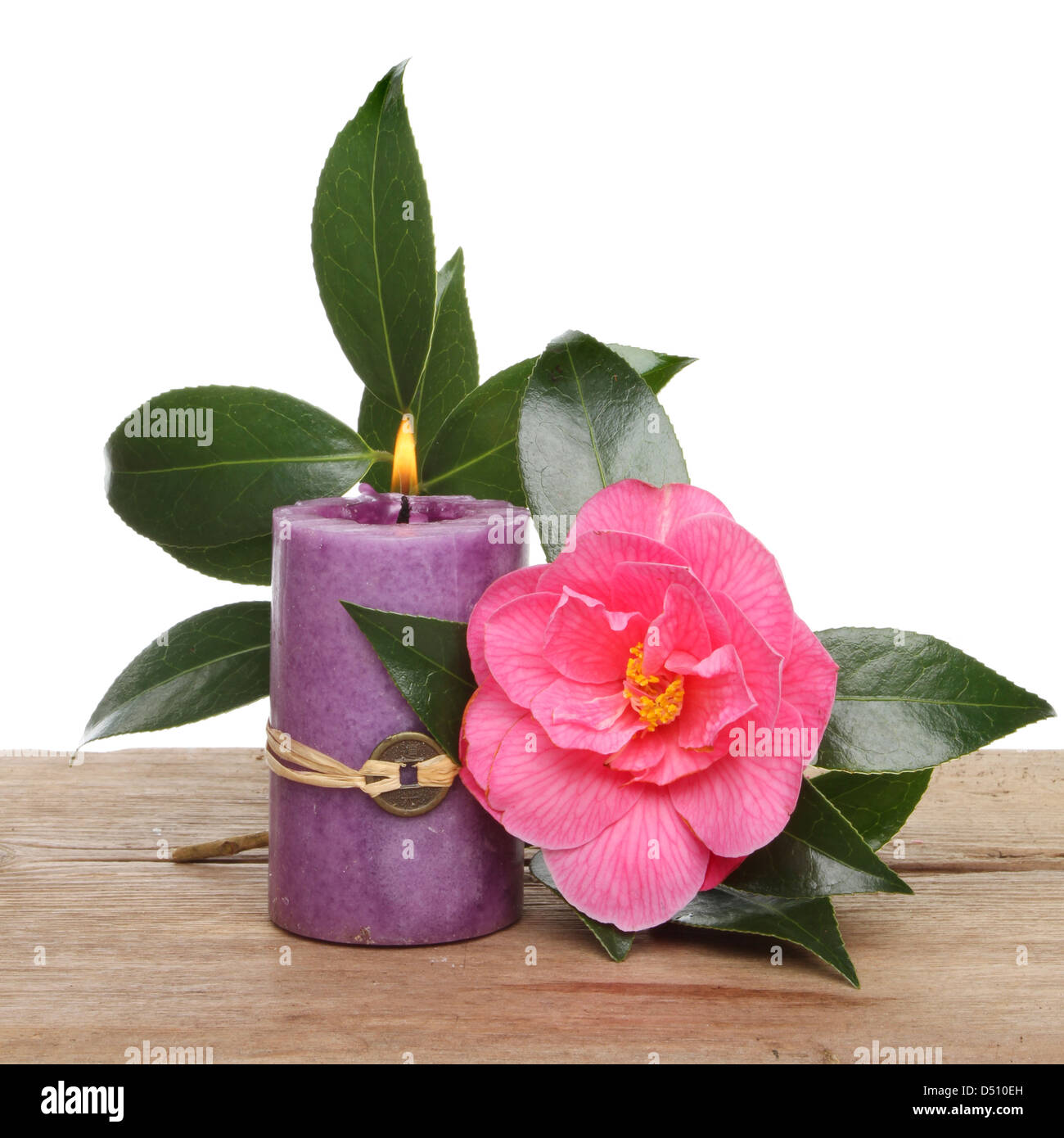 Brennende Fenf Shui Kerze mit einem purpurnen Kamelie und Laub Stockfoto