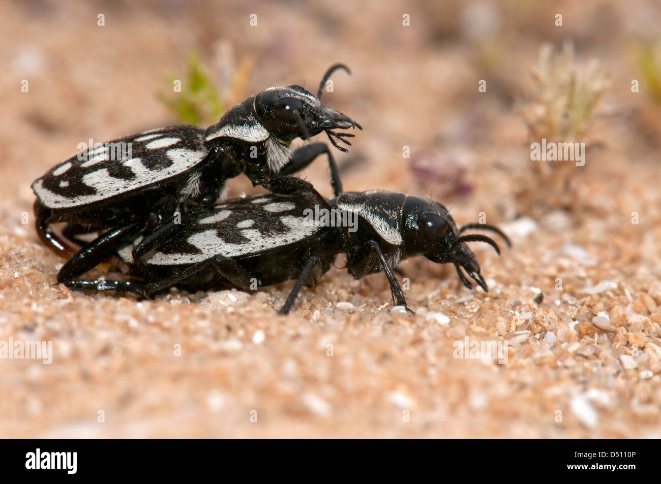 Graphopterus Serrator Käfer Paarung Stockfoto