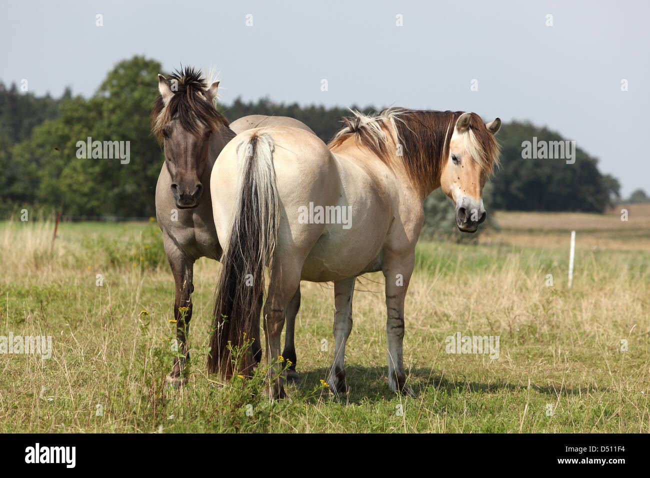Neu Kätwin, Deutschland, Fjord-Pferde auf der Weide Stockfoto