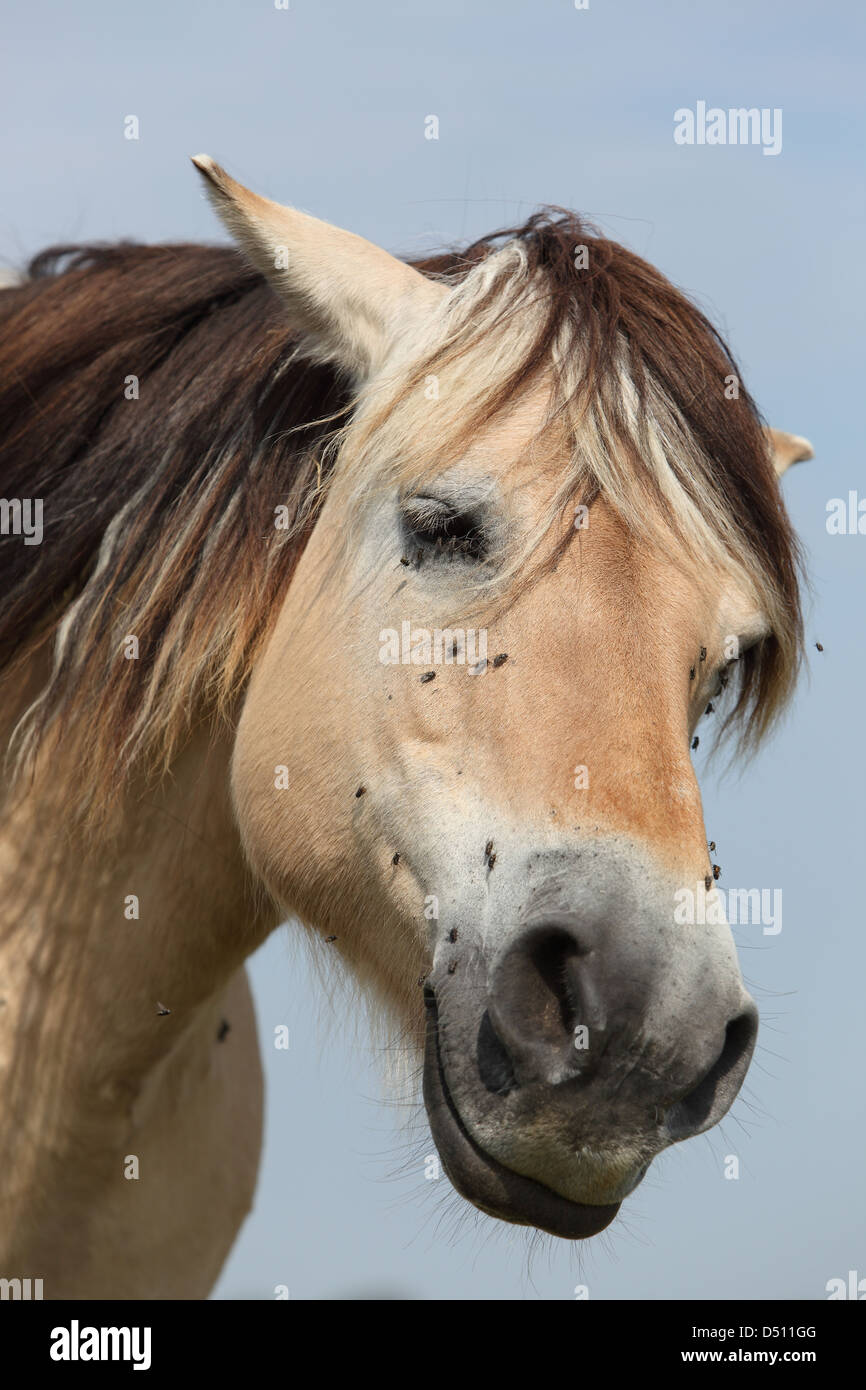 Neu Kätwin, Deutschland, hat Bildung Fjordpferd Stockfoto