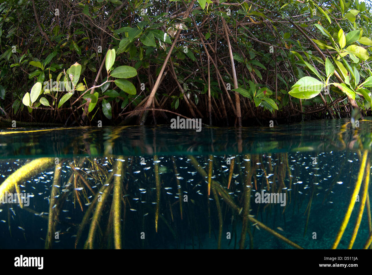 Mangrovewurzeln voller Leben im Casa Cenote in der Nähe von Tulum Riviera Maya Mexiko split-Bild Stockfoto