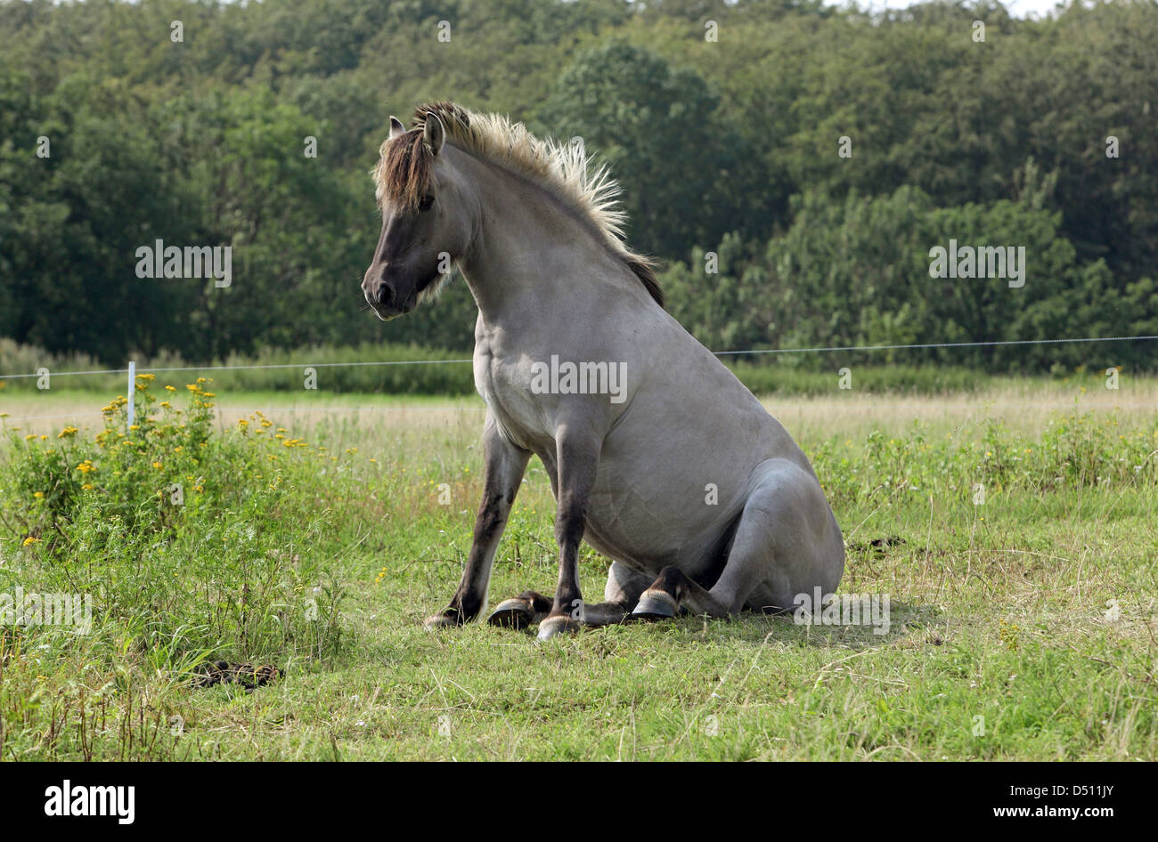 Neu Kätwin, Deutschland, Fjord Pferd sitzen auf dem Rasen von einer Wiese Stockfoto