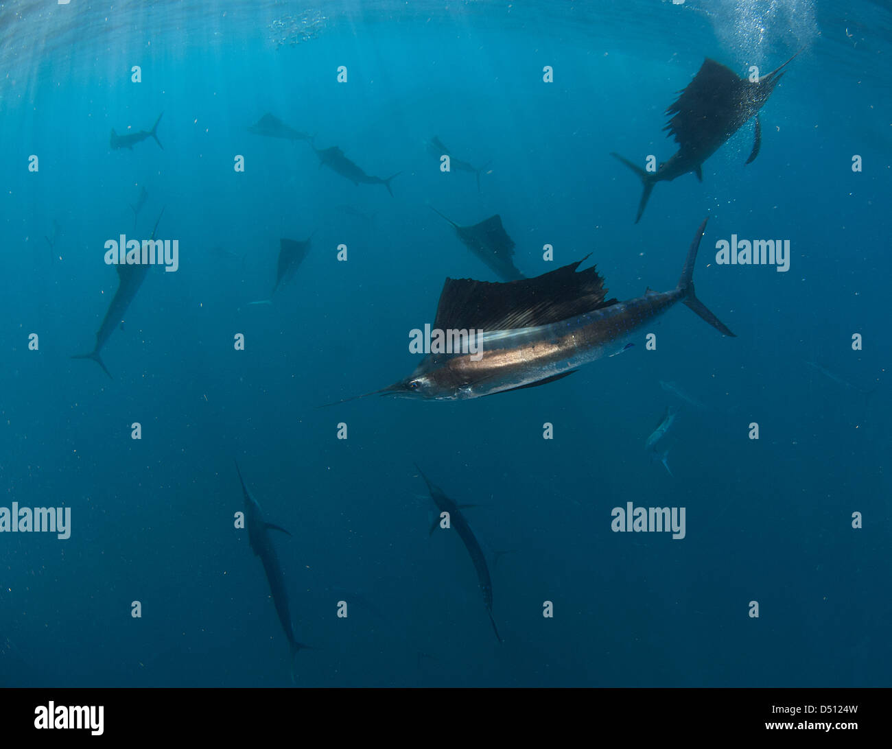 Atlantische Fächerfisch (Istiophorus Albicans Stockfotografie Alamy