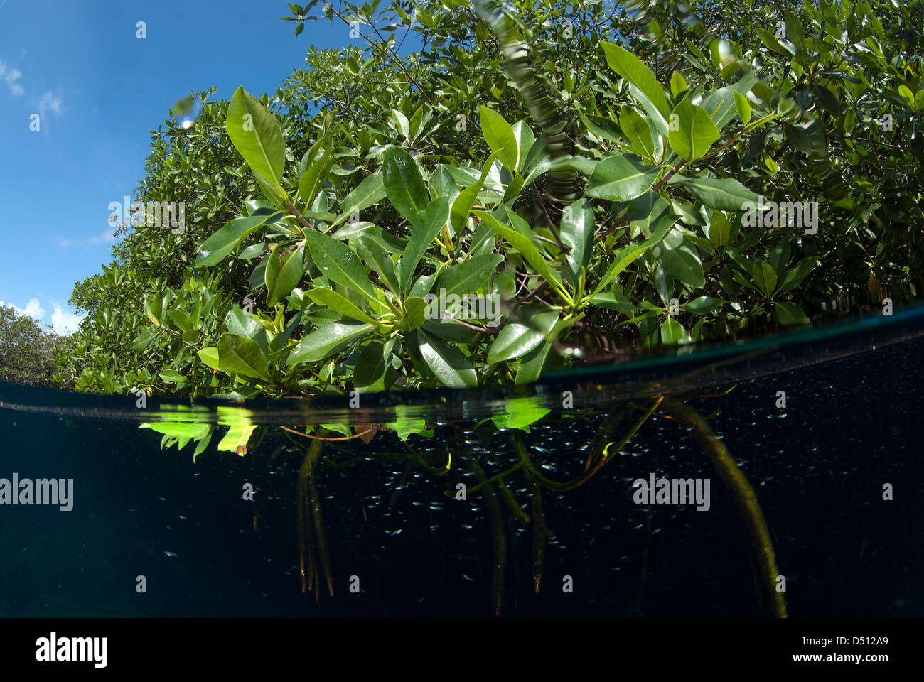 Mangrove split-Bild in Casa Cenote in der Nähe von Tulum Riviera Maya Mexiko Stockfoto