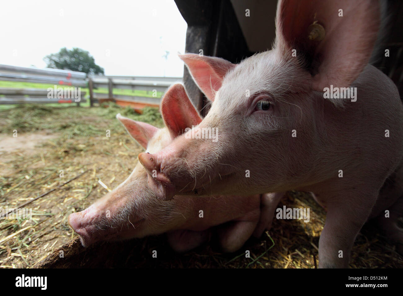 Strahlende Dorf, Deutschland, Biofleischproduktion, Ferkel Blick ihren Stall heraus ins freie Stockfoto