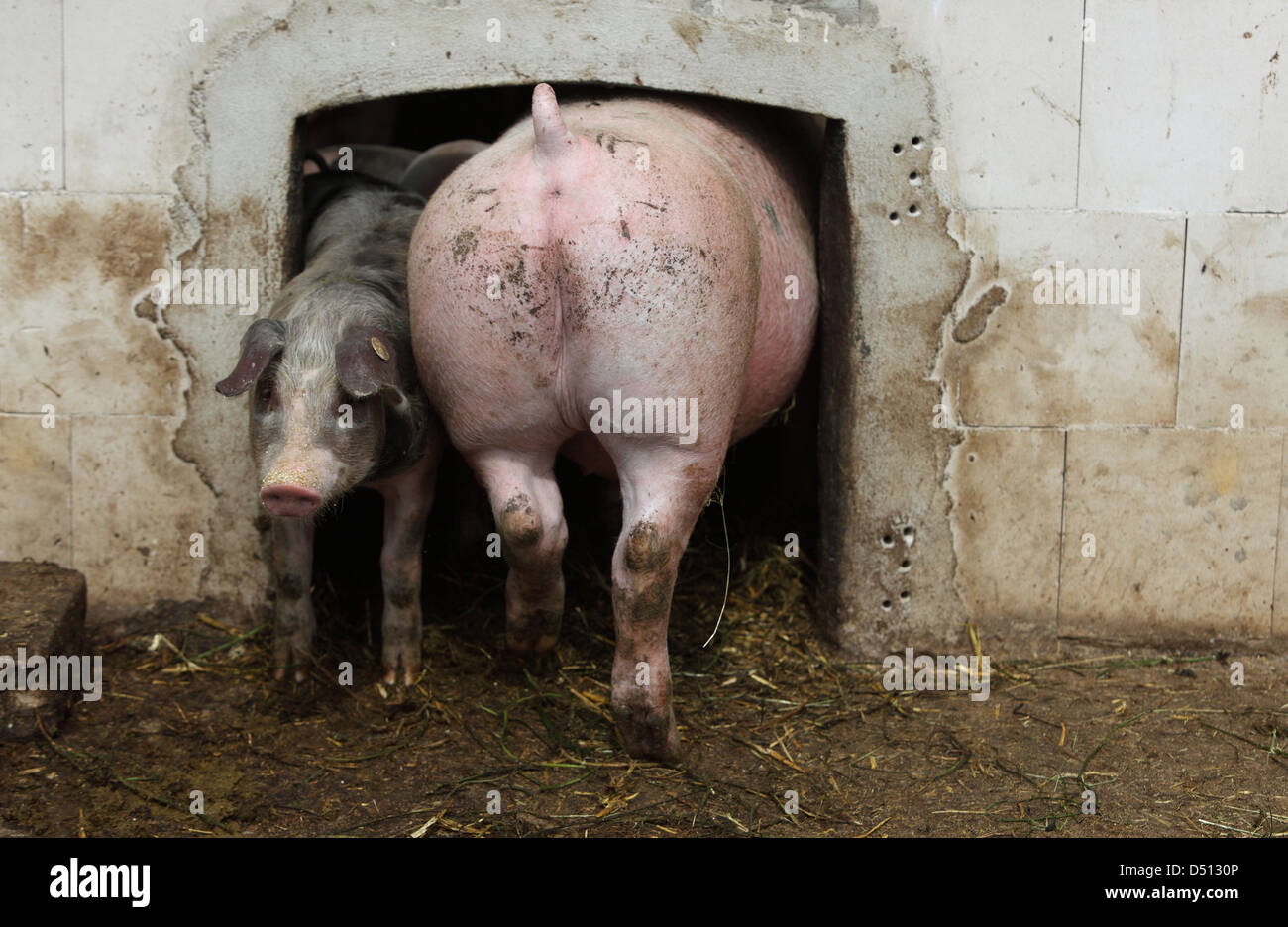 Strahlende Dorf treffen sich Deutschland, Biofleischproduktion, Schweine in der Scheune Eingang Stockfoto