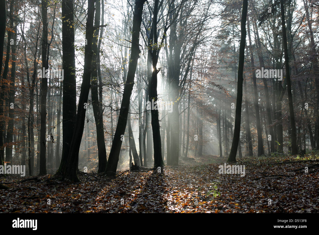 Neu Kätwin, Deutschland, Seitenlicht im Wald Stockfoto