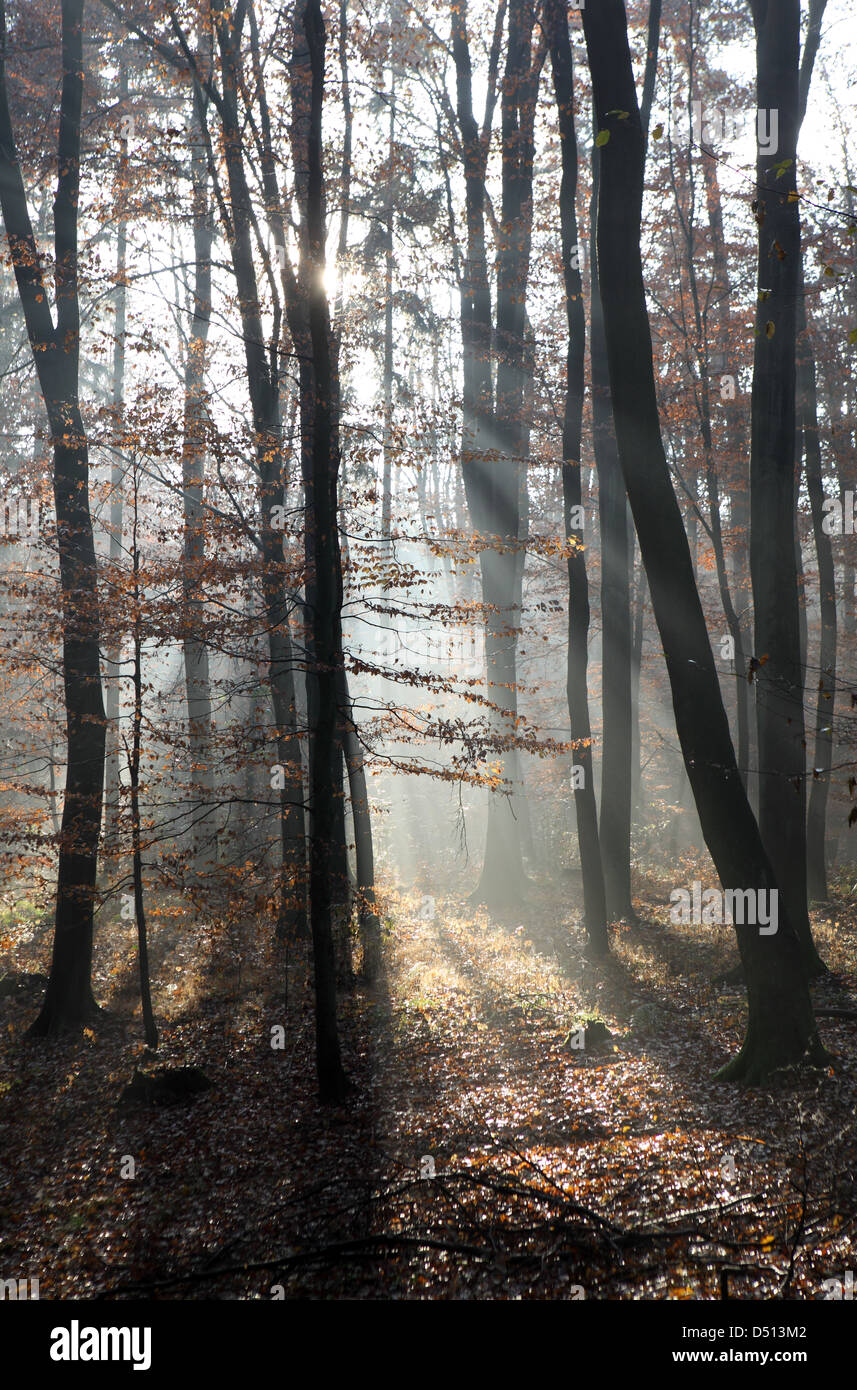 Neu Kätwin, Deutschland, Seitenlicht im Wald Stockfoto