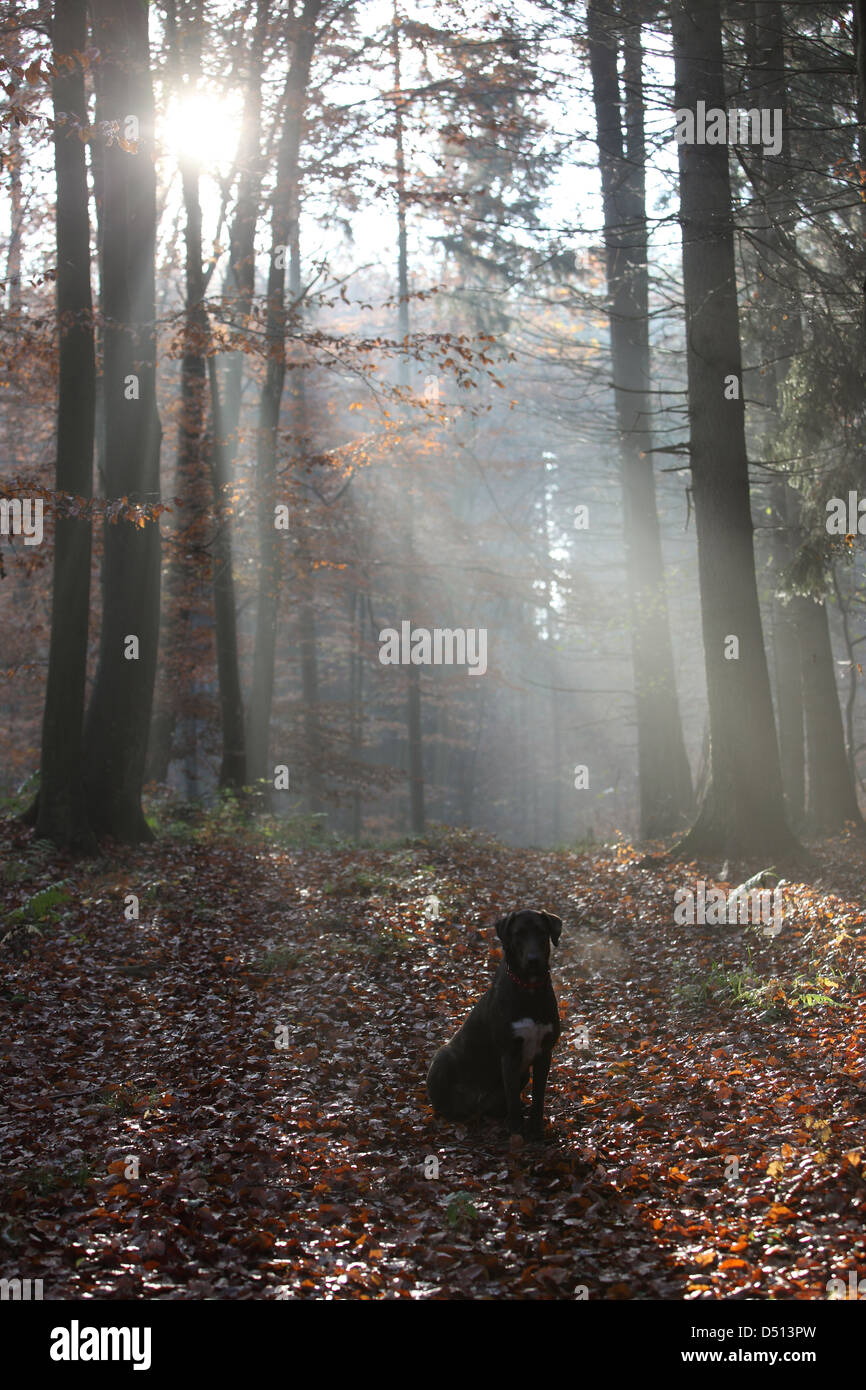 Neu Kätwin, Deutschland, Hundesitting im Wald allein im Streiflicht Stockfoto