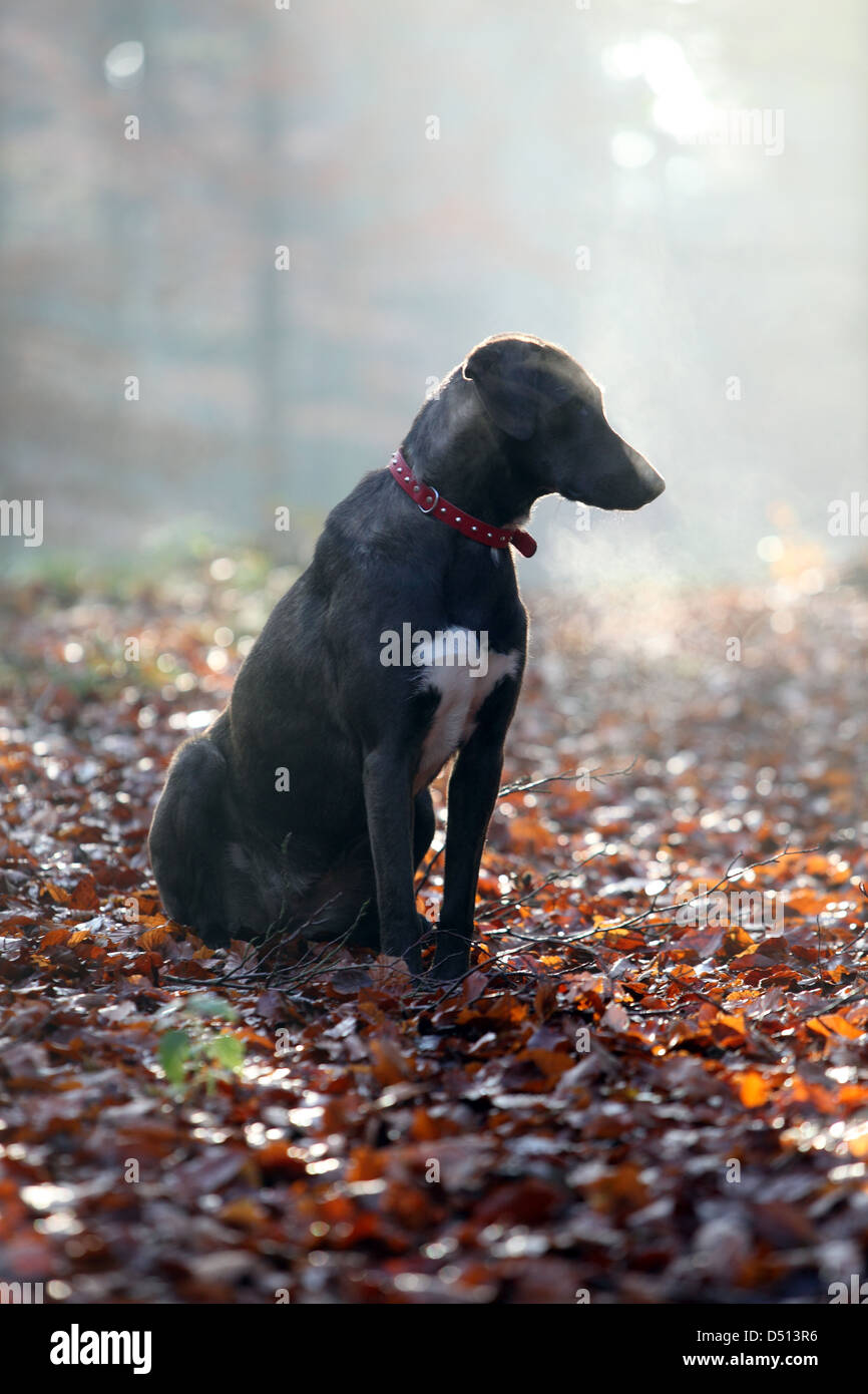 Neu Kätwin, Deutschland, Hundesitting auf herbstlich gefärbten Blättern Stockfoto