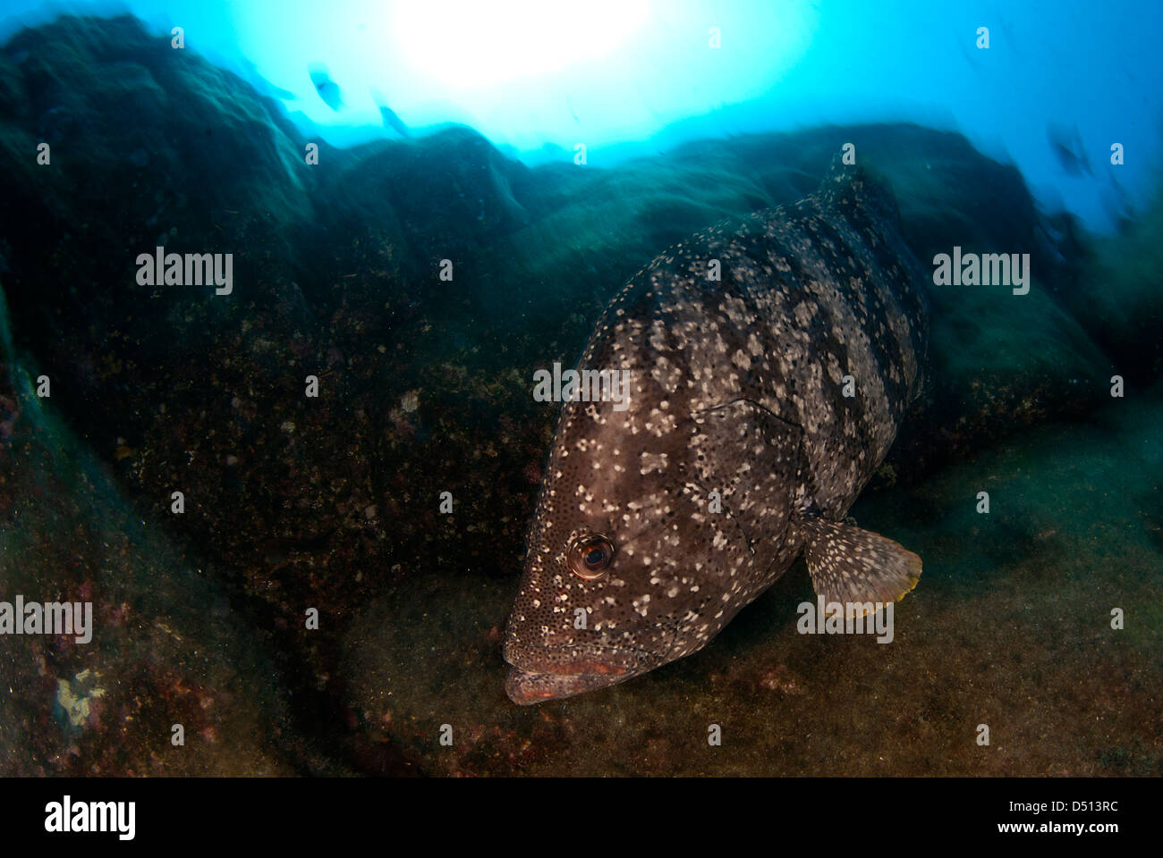 Leder-Bass, Epinephelus Dermatolepis, San Benedicto Insel, Revillagigedo Inseln, Pazifik, Mexiko Stockfoto