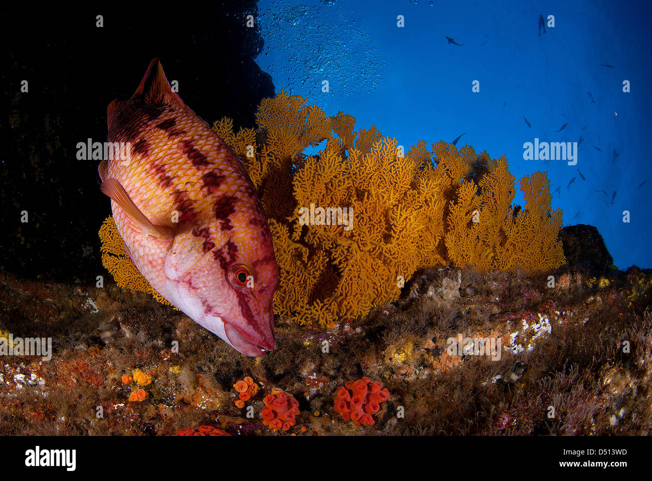 Mexikanische Lippfische, Bodianus Diplotaenia und Gorgonien San Benedicto Revillagigedo Inselarchipel, Pazifischer Ozean, Mexiko Stockfoto