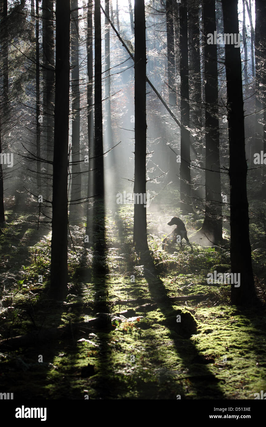 Neu Kätwin, Deutschland, Hundesitting im Wald allein im Streiflicht Stockfoto