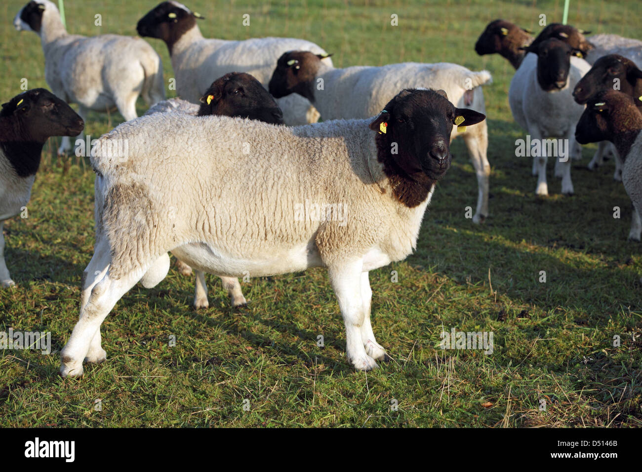 Neu Kätwin, Deutschland, Dorperschafe eine Herde auf der Weide Stockfoto