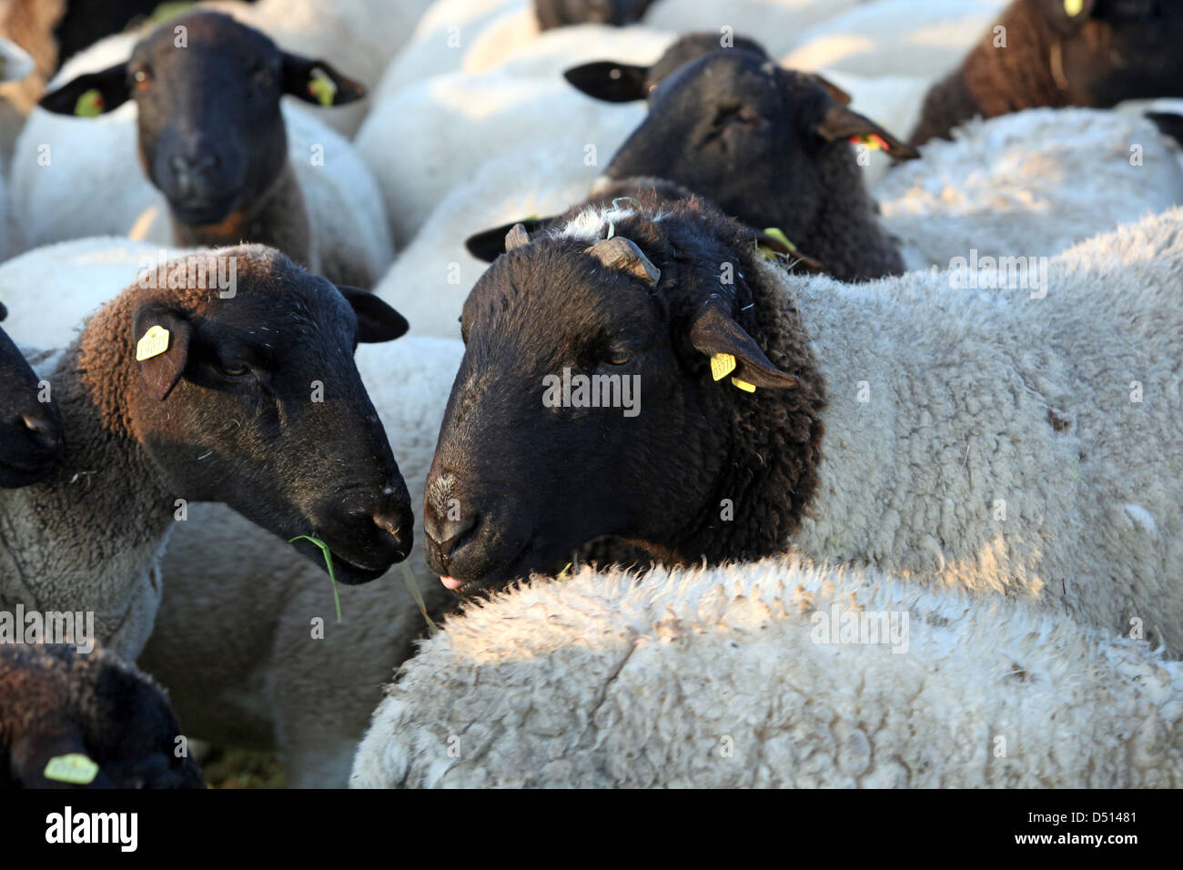 Neu Kätwin, Deutschland, Dorperschafe eine Herde auf der Weide Stockfoto