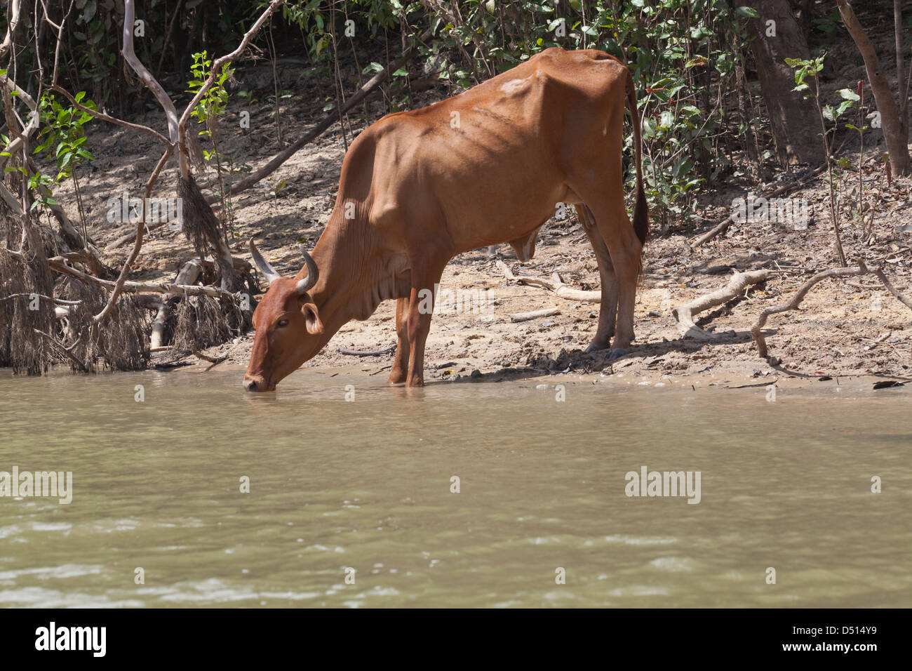 Hausrind (Bos Taurus). Eine kostenlose reichende Zebu, Leben eine wilde Existenz seit Zusammenbruch der Viehhaltung in der Savanne, Grasland, Guyana. Süd-Amerika. Stockfoto