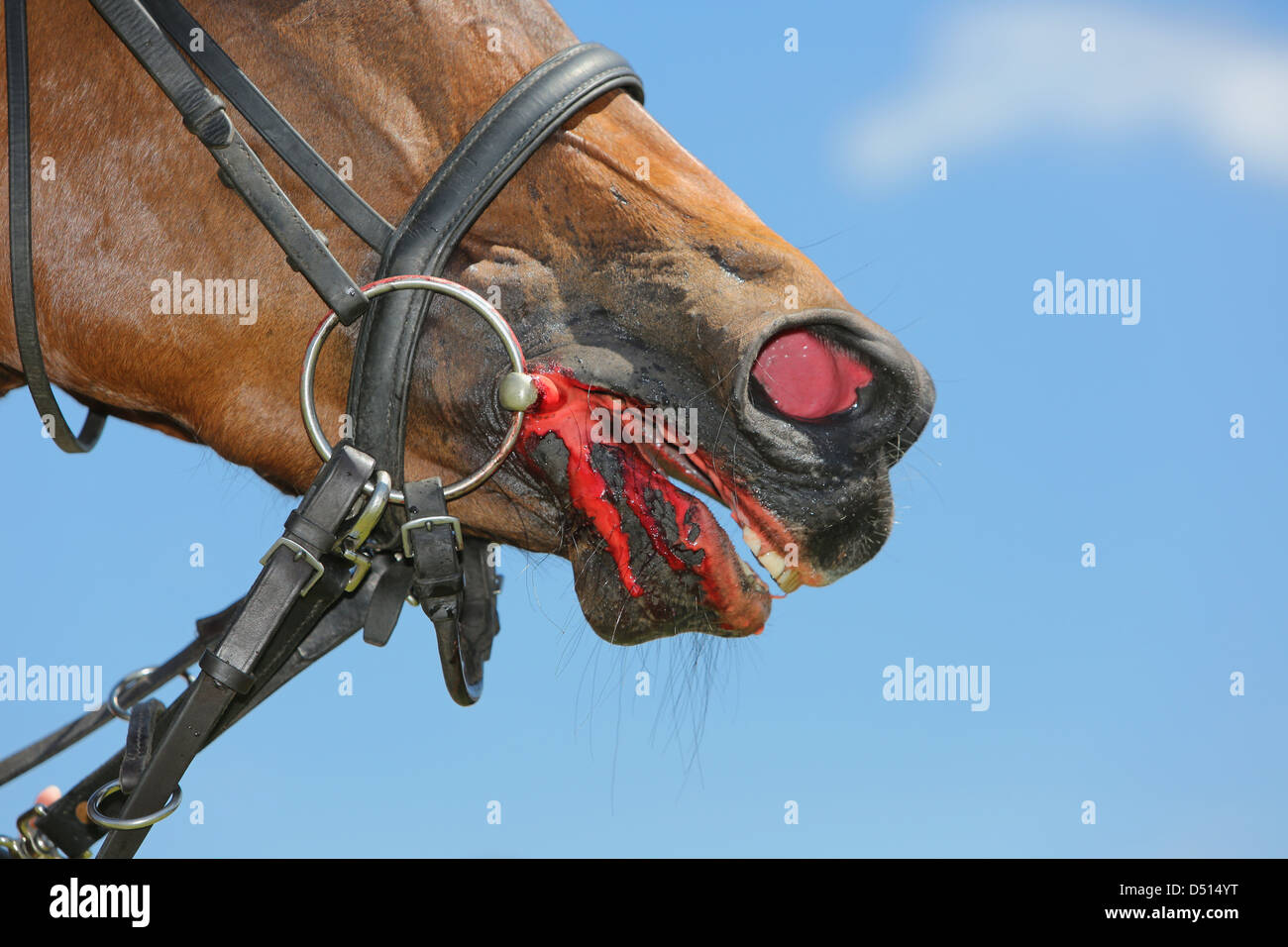 Hannover, Deutschland, Pferd, Blutungen aus dem Mund Stockfoto
